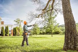 Trusted Lewiston, MN Tree Services Experts