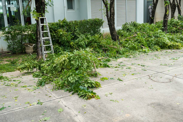 Best Seasonal Cleanup (Spring/Fall)  in Lewiston, MN